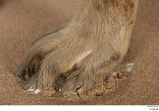 Striped Hyena Hyaena hyaena foot 0004.jpg